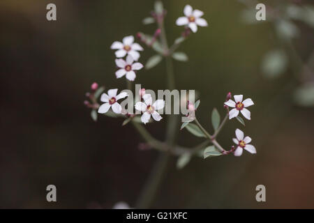 Peu de fleurs blanches sur un xantii Euphorbia fleurs de cactus en Basse Californie dans le désert. Banque D'Images