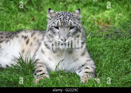 Gros plan de l'herbe verte dans snow leopard Banque D'Images