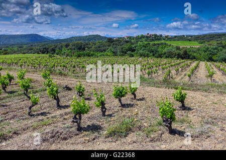 Vignobles avec des vignes, vert frais et lointain petit village, Languedoc, Hérault, France Banque D'Images