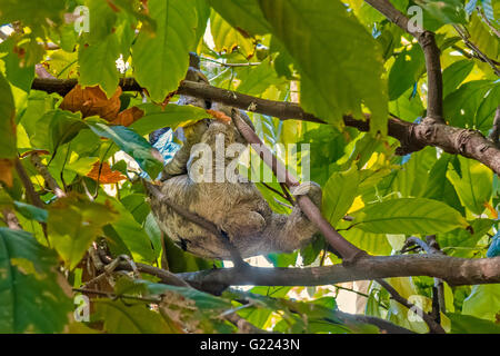 Sloth (choloepus didactylus) passant dans la cime des arbres Belem Brésil Banque D'Images