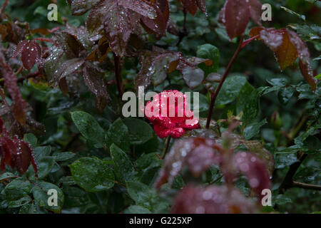 Une rose solitaire. Banque D'Images