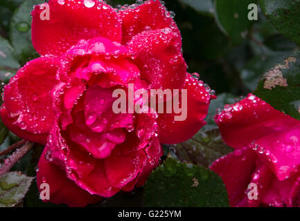 Rose de près. Banque D'Images