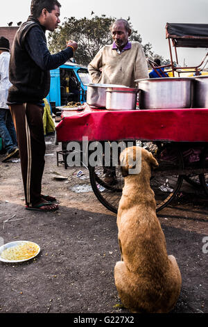 L'homme de manger de la nourriture à un chien alors qu'un blocage de l'alimentation des montres, Delhi, Inde. Banque D'Images