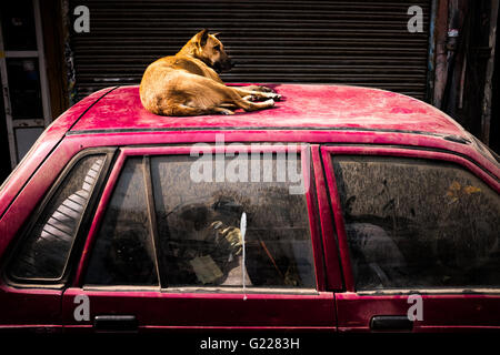 Chien assis sur le dessus d'une voiture sale à Delhi, Inde Banque D'Images