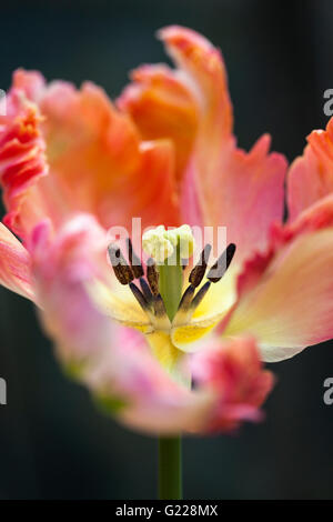 Photo macro d'un Apricot Parrot Tulip sur fond sombre, Angleterre, Royaume-Uni Banque D'Images