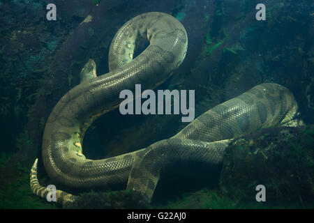 Anaconda vert (Eunectes murinus) au Zoo de Prague, République tchèque. Banque D'Images