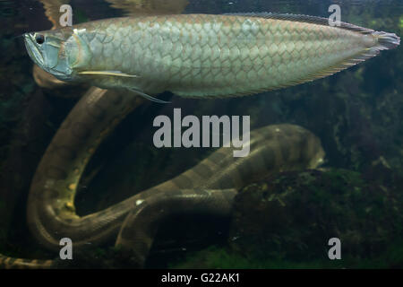 Arowana (Osteoglossum bicirrhosum Silver) et vert anaconda (Eunectes murinus) au Zoo de Prague, République tchèque. Banque D'Images