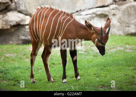 Bongo (Tragelaphus eurycerus orientale isaaci), également connu sous le nom de la montagne bongo au Zoo de Prague, République tchèque. Banque D'Images