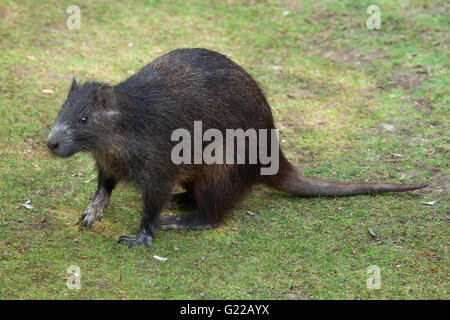 Desmarest's (Capromys pilorides) hutia, également connu sous le nom de zoo de Prague à hutia de Cuba, République tchèque. Banque D'Images