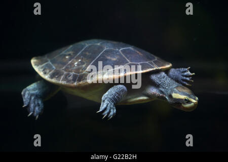 Red-bellied tortue de court (Emydura subglobosa), également connu sous le nom de Jardine River turtle au Zoo de Prague, République tchèque. Banque D'Images