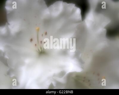 Fleur rhododendron blanc à Langley Park Banque D'Images