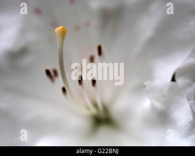 Fleur rhododendron blanc à Langley Park Banque D'Images