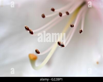 Fleur rhododendron blanc à Langley Park Banque D'Images