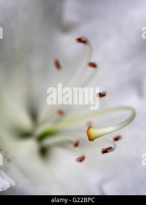 Fleur rhododendron blanc à Langley Park Banque D'Images