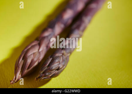 Tiges d'asperges fraîches, violet à partir de la Pennsylvanie, USA Banque D'Images