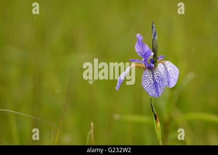 Eriskirch, Allemagne. 22 mai, 2016. Un iris de Sibérie (Iris sibirica) par le lac de Constance dans les roseaux En Eriskirch, Allemagne, 22 mai 2016. L'iris de Sibérie fleurissent sur le lac de Constance de mi-mai à mi-juin. Photo : FELIX KAESTLE/dpa/Alamy Live News Banque D'Images