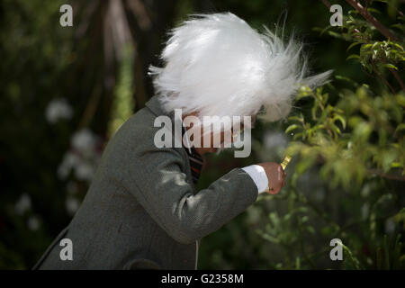 Chelsea, London UK. 23 mai 2016. Mini Einsteins sourcils broussailleux sportives et mini moustaches sur la beauté des mathématiques Winton Jardin. Appuyer sur Day pour le monde célèbre Chelsea Flower Show. Credit : Malcolm Park editorial/Alamy Live News. Banque D'Images