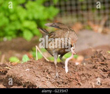 Stirlingshire, Scotland, UK - 23 mai 2016 : Royaume-Uni - une femme tire rapidement blackbird un ver de terre fraîchement creusée dans un jardin dans Stirlingshire sur une journée de printemps chaud et ensoleillé. Les jeunes merles sont nourris principalement de vers de terre, puis les insectes comme la saison progresse. Credit : Kay Roxby/Alamy Live News Banque D'Images