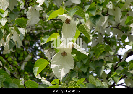 Arbre généalogique mouchoir Davidia involucrata Stody Lodge woodland gardens Norfolk peut Banque D'Images