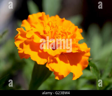 Gros plan d'une fleur Oeillet orange vif (Tagetes patula), poussant dans un jardin naturel, avec un arrière-plan vert. Banque D'Images