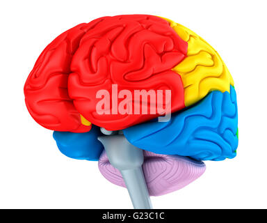 Les lobes du cerveau dans différentes couleurs. Isolé sur blanc. Banque D'Images