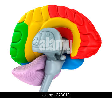 Les lobes du cerveau dans différentes couleurs. Isolé sur blanc. Banque D'Images