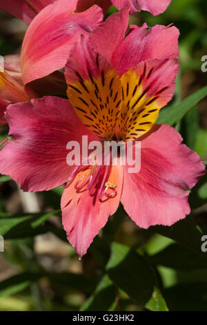 L'Alstroemeria aurea Graham Banque D'Images