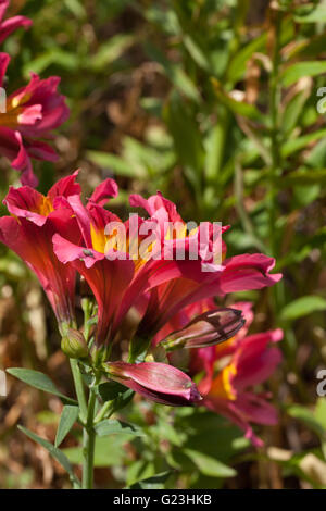 L'Alstroemeria aurea Graham Banque D'Images