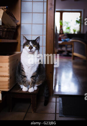 Cat sitting comme sculpture antique Banque D'Images