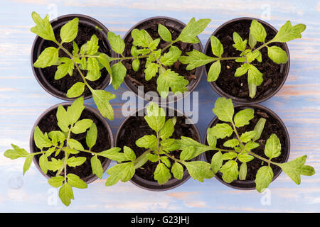 Solanum lycopersicum. Les jeunes plants de tomates en pots Banque D'Images