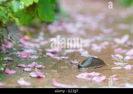 Slug sur un chemin de jardin humide au printemps. UK Banque D'Images