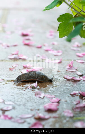 Slug sur un chemin de jardin humide au printemps. UK Banque D'Images