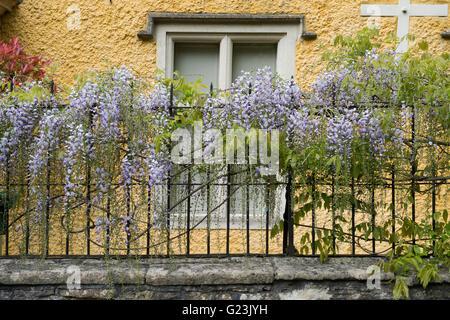 La floraison des glycines sur la clôture d'une maison jaune à Castle Combe, Chippenham, Wiltshire, Angleterre Banque D'Images