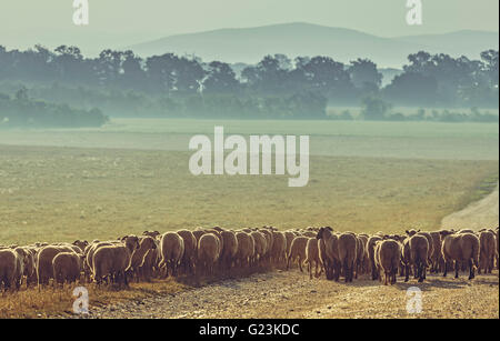 Troupeau de Moutons broutant dans un pâturage tôt le matin, dans la région de Transylvanie, en Roumanie. Banque D'Images