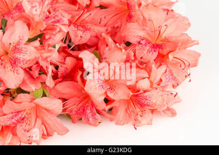 Close up on pile of coral rose saumon azalea fleurs de jardin sur surface blanche. Banque D'Images