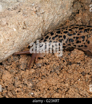 Limace léopard Limax maximus. Se nourrit d'autres limaces. Banque D'Images