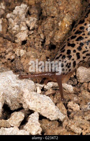 Limace léopard Limax maximus. Se nourrit d'autres limaces. Banque D'Images