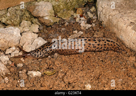 Limace léopard Limax maximus. Se nourrit d'autres limaces. Banque D'Images