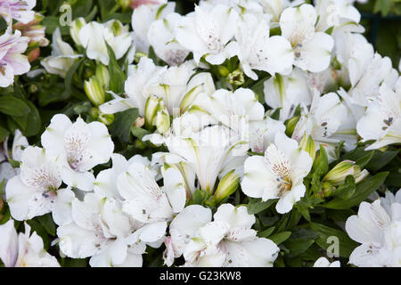 Astroemeria fleurs blanches fond avec bourgeons et les feuilles Banque D'Images