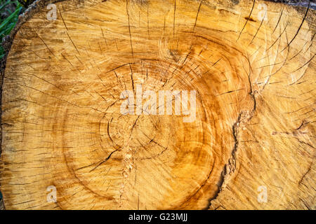 Le grand diamètre de l'arbre qui est coupé avec une scie à chaîne. Banque D'Images