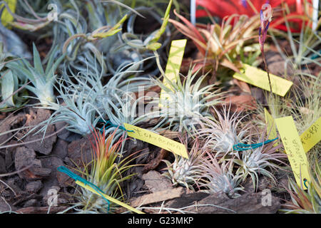 Tillandsia plantes d'air tropical, avec un tag dans une foire de printemps Banque D'Images