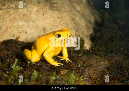 Golden poison frog (Phyllobates terribilis), point Defiance Zoo and Aquarium, Point Defiance Park, Tacoma, Washington Banque D'Images