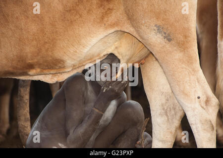 Surma boy boire du lait de la mamelle de la vache, de la vallée de la rivière Omo, en Ethiopie Banque D'Images