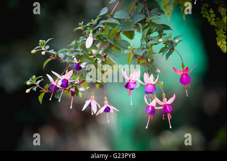 Fleur Fuchsia ou Lady's gouttes otiques sur Angkhang mountain, Chiangmai, Thaïlande Banque D'Images