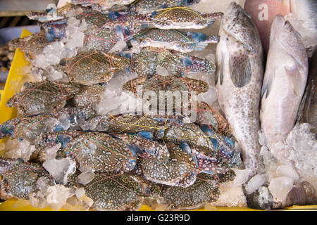 Capture de fruits de mer sur la glace du marché aux poissons Banque D'Images