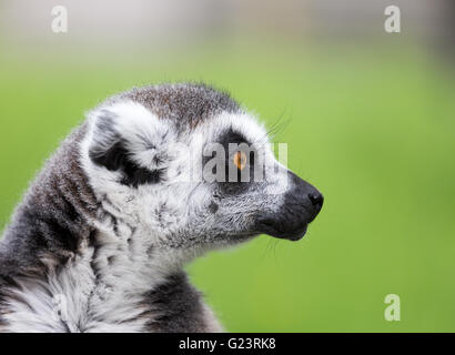 Close up portrait of ring tailed lemur Banque D'Images