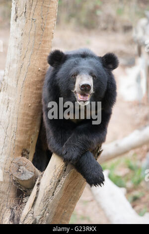 Ours noir d'Asie s'asseoir sur le bois au zoo Banque D'Images