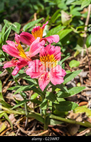 L'Alstroemeria aurea Graham Banque D'Images