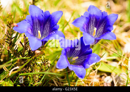 Gentiane bleue dans les montagnes des Alpes bavaroises Banque D'Images