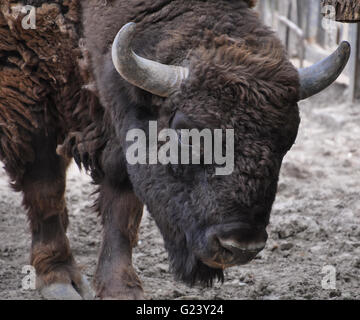 Wild Bison d'Europe (Bison) portrait Banque D'Images